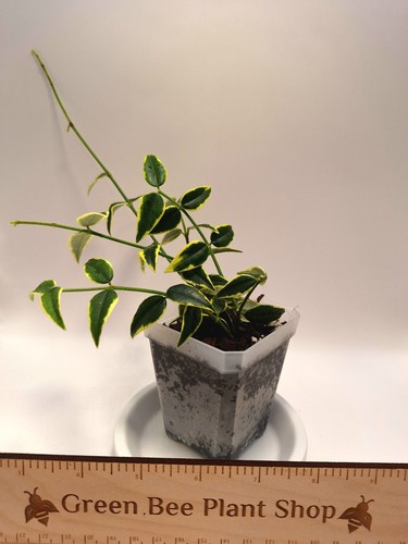 Hoya bella - hoya,