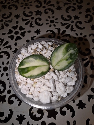 Hoya mathilde variegated - hoya,